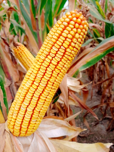 LG 30.685
