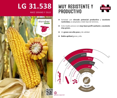 LG 31.538