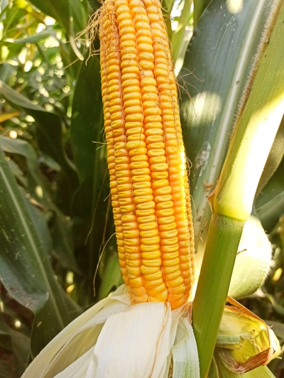 LG 31.621
