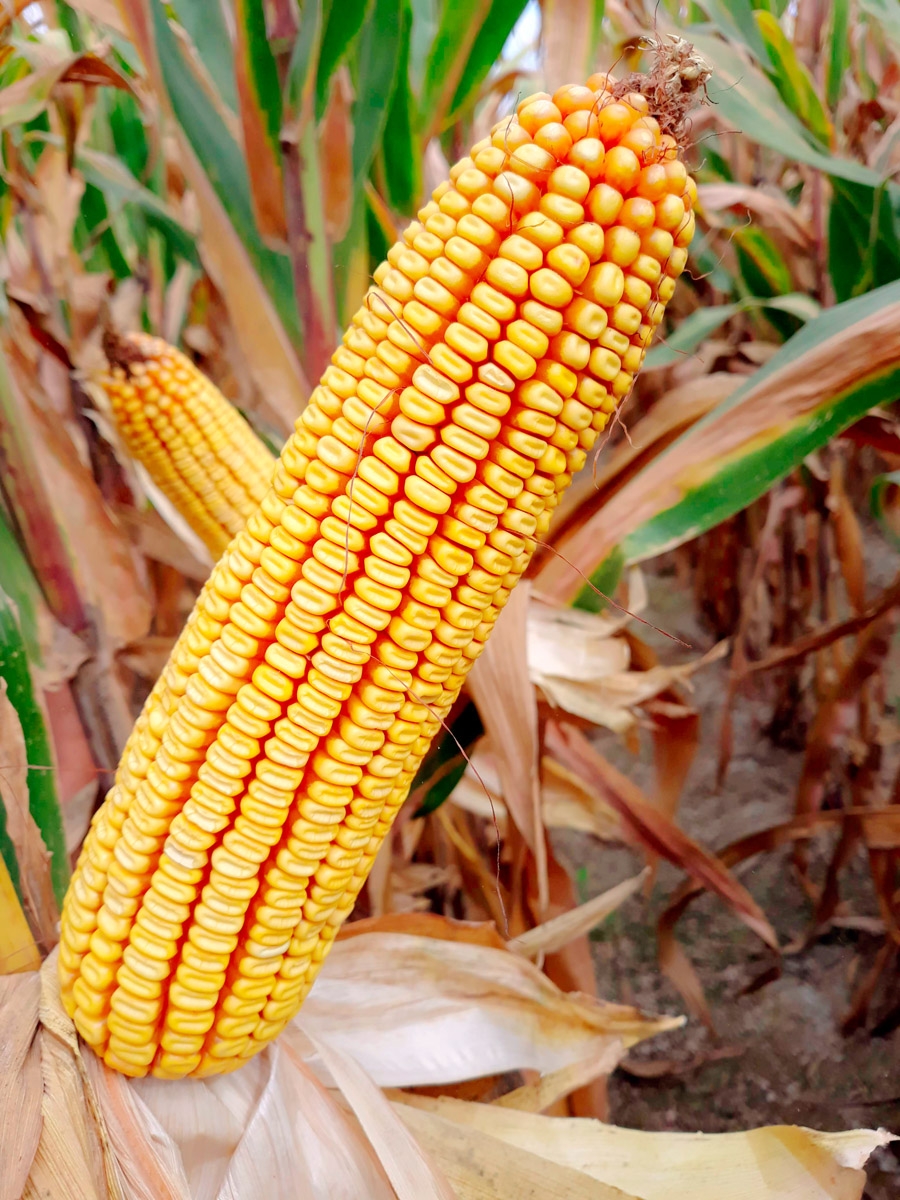 LG 30.685