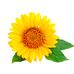 Girasol